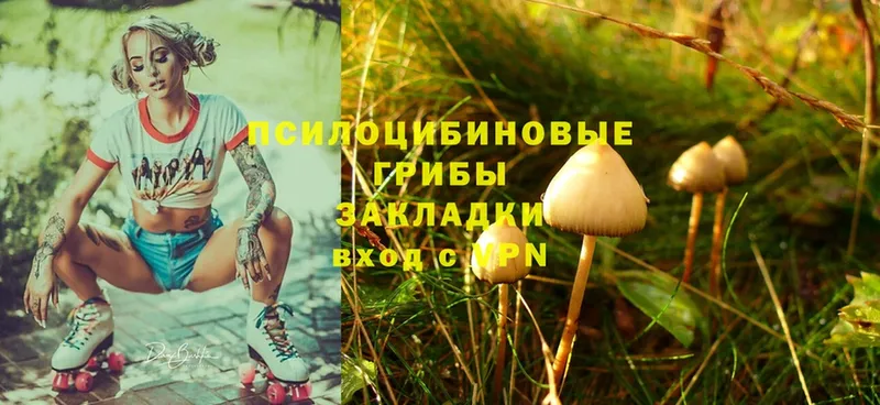 купить  цена  Пересвет  Галлюциногенные грибы Psilocybine cubensis 